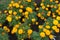 Mexican marigold with orange flower heads