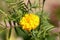 Mexican marigold or Tagetes erecta annual plant with flowerhead filled with dense yellow petals in front of slim green leaves