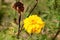 Mexican marigold or Tagetes erecta plant with dense yellow petals and completely dried dark brown flower in background