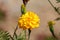 Mexican marigold or Tagetes erecta plant with large flowerhead filled with dense bright yellow petals surrounded with flower buds
