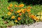 Mexican marigold or Tagetes erecta plants with open flowers made of red and yellow petals growing in form of bush next to concrete