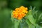 Mexican marigold or Tagetes erecta single herbaceous annual plant with fully open blooming flower made of bright orange petals