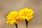 Mexican marigold or Tagetes erecta two plants with dense yellow petals on sepia background