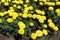 Mexican marigold with yellow flower heads