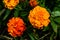 Mexican marigolds Tagetes erecta, Aztec marigold on a flowerbed