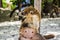 Mexican mayan Coati animal photograph