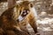 Mexican mayan Coati animal photograph
