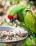 Mexican military macaw (Ara militaris mexicana)