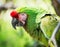 Mexican military macaw portrait