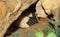 THE Mexican milk snake Hidden in a cave