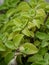 mexican mint or ajwain plant with medicinal properties