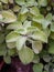 mexican mint or ajwain plant with medicinal properties