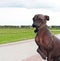 Mexican Naked Dog against the sky. Portrait of a bald dog