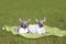 Mexican naked puppies. Xoloitzcuintli . Two puppies are lying on the lawn.