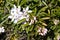 Mexican Orange Blossom flower