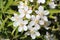 Mexican orange blossom flowers