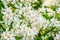 Mexican orange blossom flowers in macro closeup, White aromatic flowering plant from Mexico, Popular tropical cultivated shrub,