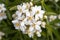 Mexican Orange Blossom white flowers