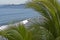 Mexican Pacific Ocean coast with palm trees