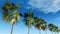Mexican palm trees against the sky, tropical panorama