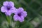 Mexican Petunia flower