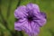 The Mexican petunia flower from Indonesia