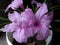 Mexican petunia flower plant or Ruellia simplex or Mexican bluebell, Britton`s wild petunia flower plant, soft pink in color