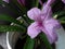 Mexican petunia flower plant ,Ruellia simplex or Mexican bluebell or Britton`s wild petunia flower plant, soft pink in color