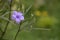 Mexican Petunia flower : Ruellia Simplex