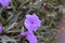 Mexican petunia flowers.