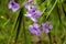 Mexican Petunia flowers : Ruellia Simplex