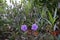 Mexican Petunia Purple Flowers