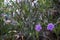 Mexican Petunia Purple Flowers