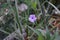 Mexican Petunia Purple Flowers