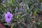 Mexican Petunia Purple Flowers