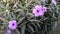 Mexican petunia purple flowers on tree