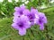 Mexican Petunia or Ruellia Brittoniana purple flowers