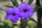 Mexican petunia Ruellia simplex or Mexican bluebell in close-up