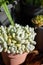 Mexican plant Pachyphytum Oviferum on a flower pot