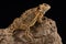 Mexican Plateau horned lizard Phrynosoma orbiculare cortezii