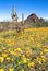 Mexican poppies and saguaro cactus, Organ Pipe Cactus National Monument, Arizona