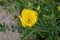Mexican poppy or Argemone mexicana bright yellow flowers and prickly leaves and fruits