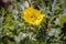 Mexican poppy flower