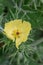 Mexican prickly poppy Argemone mexicana, bright yellow flower