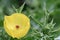 Mexican prickly poppy Argemone mexicana, a bright yellow flower