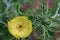 Mexican prickly poppy Argemone mexicana, bright yellow flower