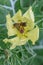 Mexican prickly poppy Argemone mexicana, bright yellow flower with honeybee
