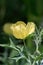 Mexican prickly poppy Argemone mexicana, bright yellow flower in the sun