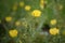 Mexican prickly poppy Argemone mexicana, bright yellow flowering plant