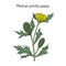 Mexican prickly poppy Argemone mexicana , or flowering thistle, medicinal plant